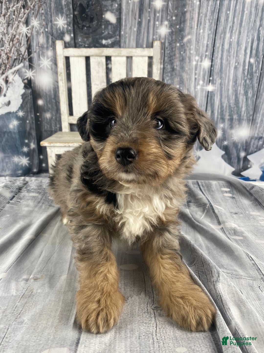 Aussiedoodle dogs for sale: Smores - Ad 10