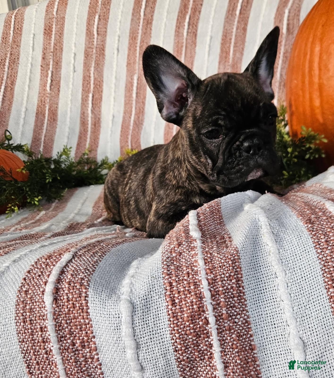 French Bulldog dogs Rosco  - Ad 2