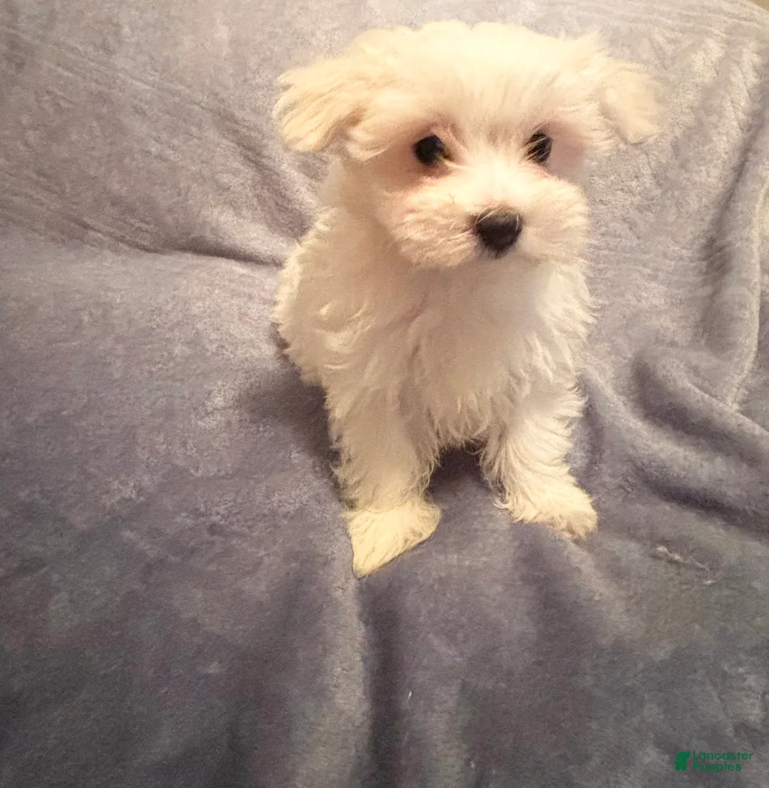 Maltese dogs for sale: Maltese 3 - Ad 4