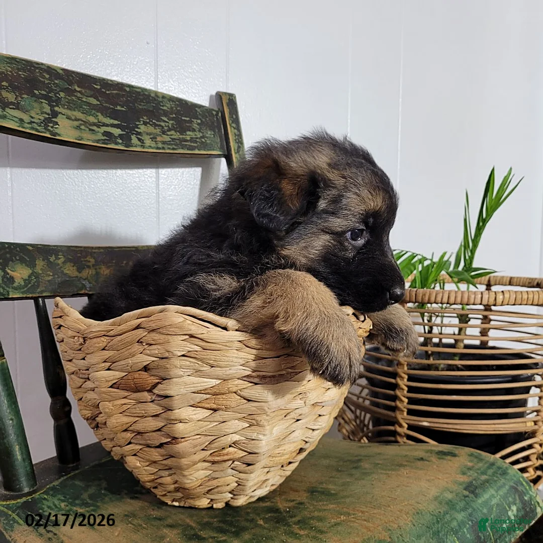 German Shepherd dogs for sale: Betsy - Ad 4