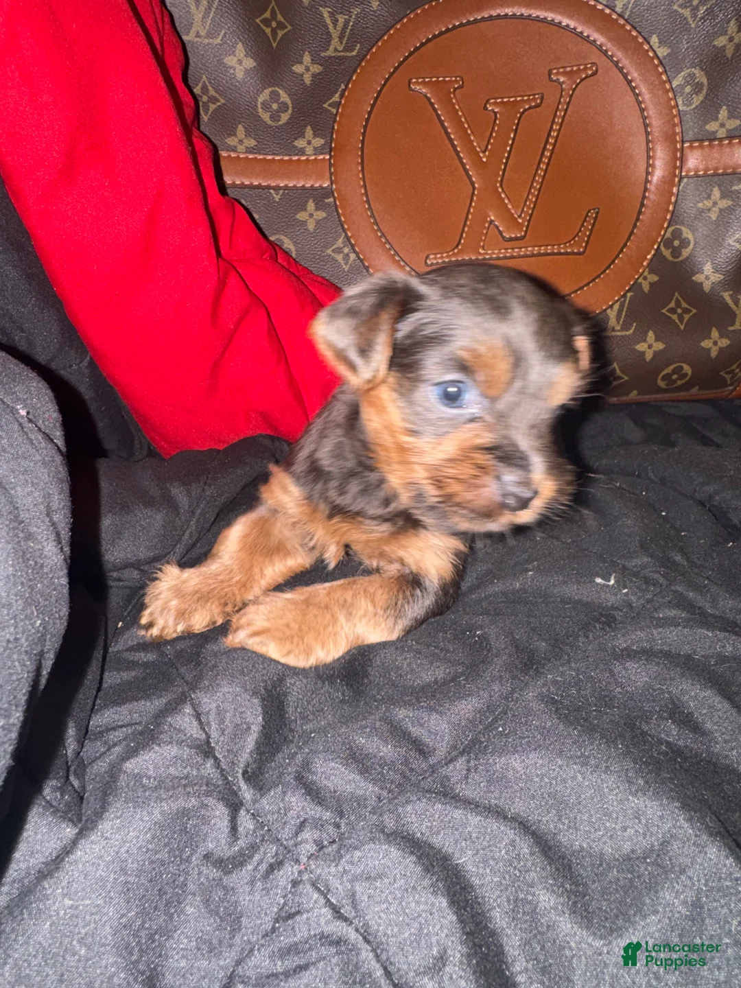 Yorkiepoo dogs for sale: Yorkiepoo 4 - Ad 1