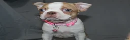 Boston Terrier dogs for sale: Luna - Ad 4