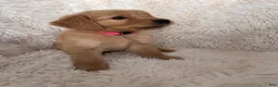 Golden Retriever dogs for sale: Iris - Punk Collar, female - Ad 3