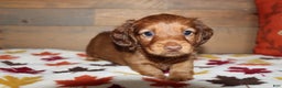 Miniature Dachshund dogs for sale: Terry  - Ad 1
