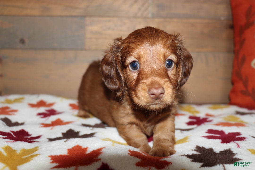 Miniature Dachshund dogs for sale: Terry  - Ad 1