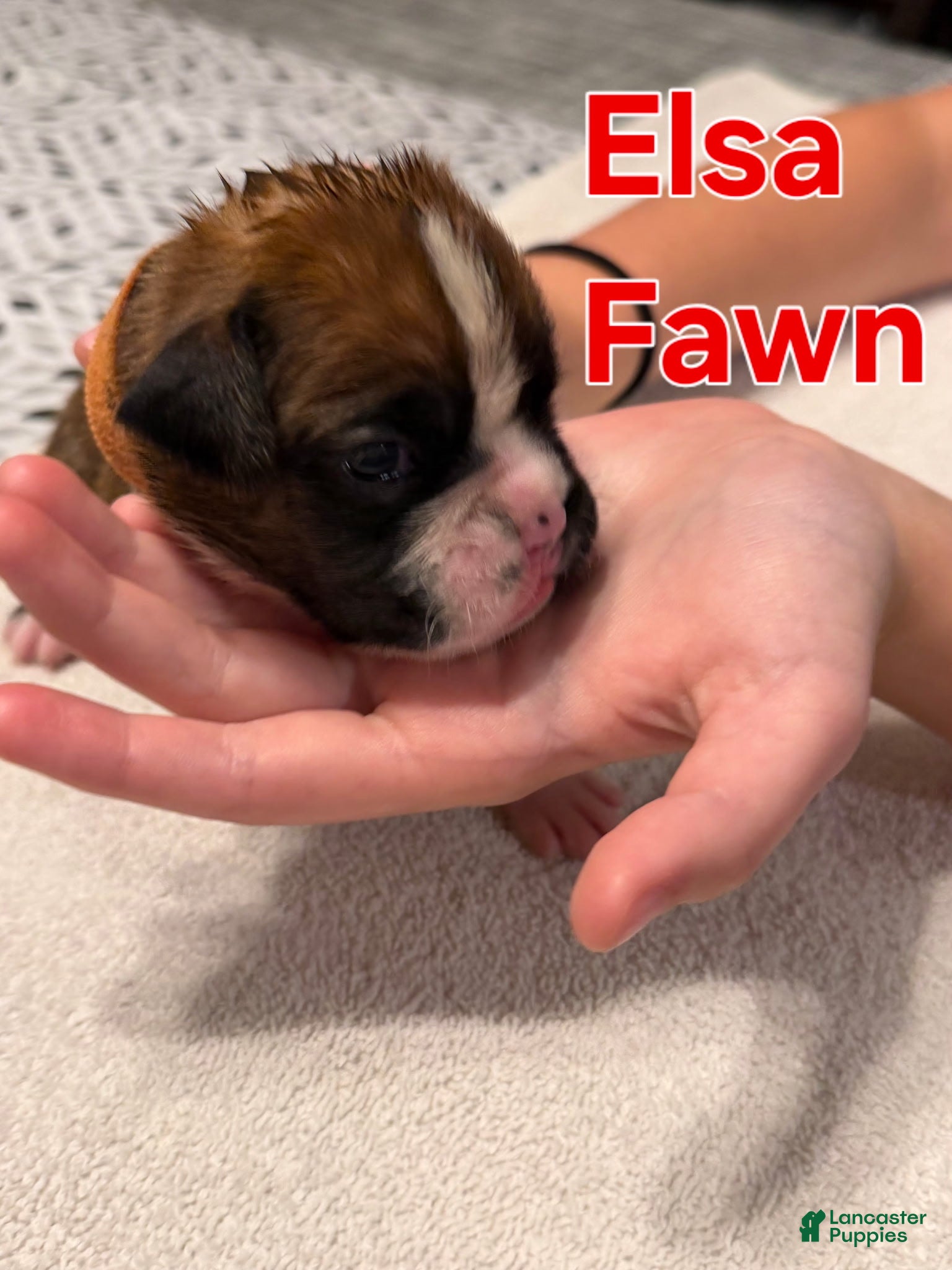 Boxer dogs Elsa - Ad 30