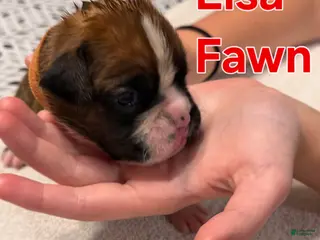 Boxer dogs Elsa - Ad 30