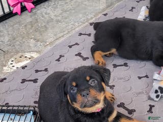 Rottweiler dogs Hope - Ad 3