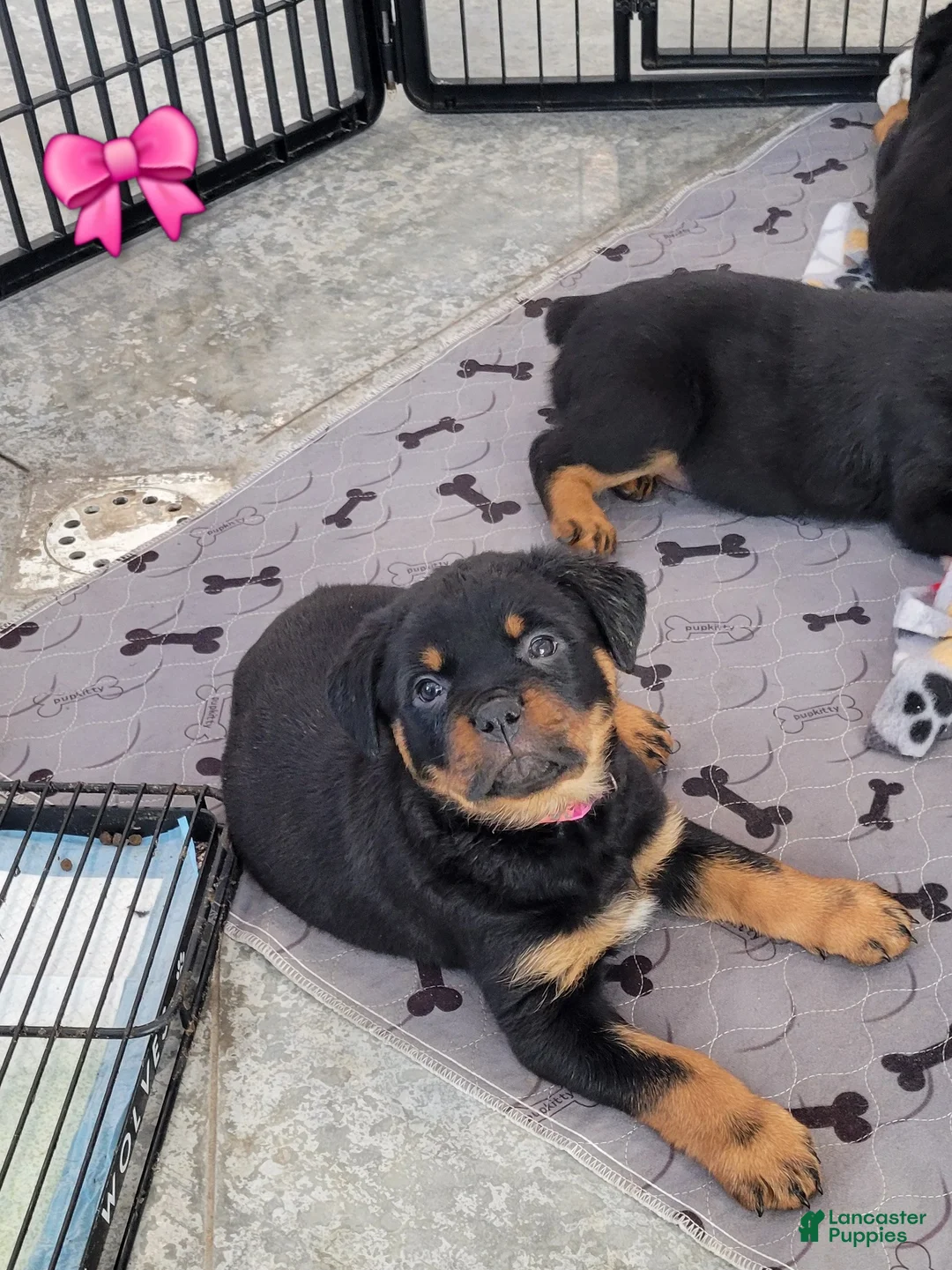 Rottweiler dogs for sale: Hailey - Ad 3