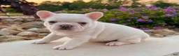 French Bulldog dogs for sale: Dakota - Ad 4