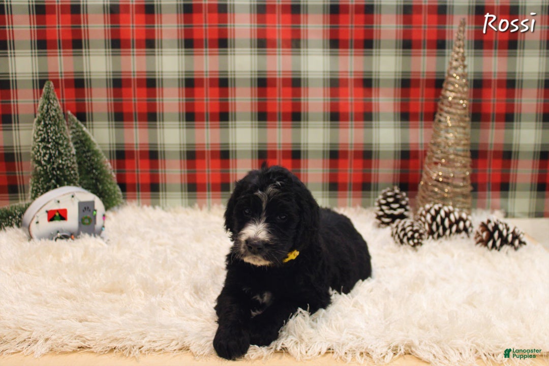 Mixed Breed dogs for sale: Rossi - Ad 1