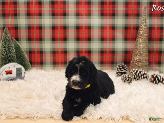 Mixed Breed dogs Rossi - Ad 39