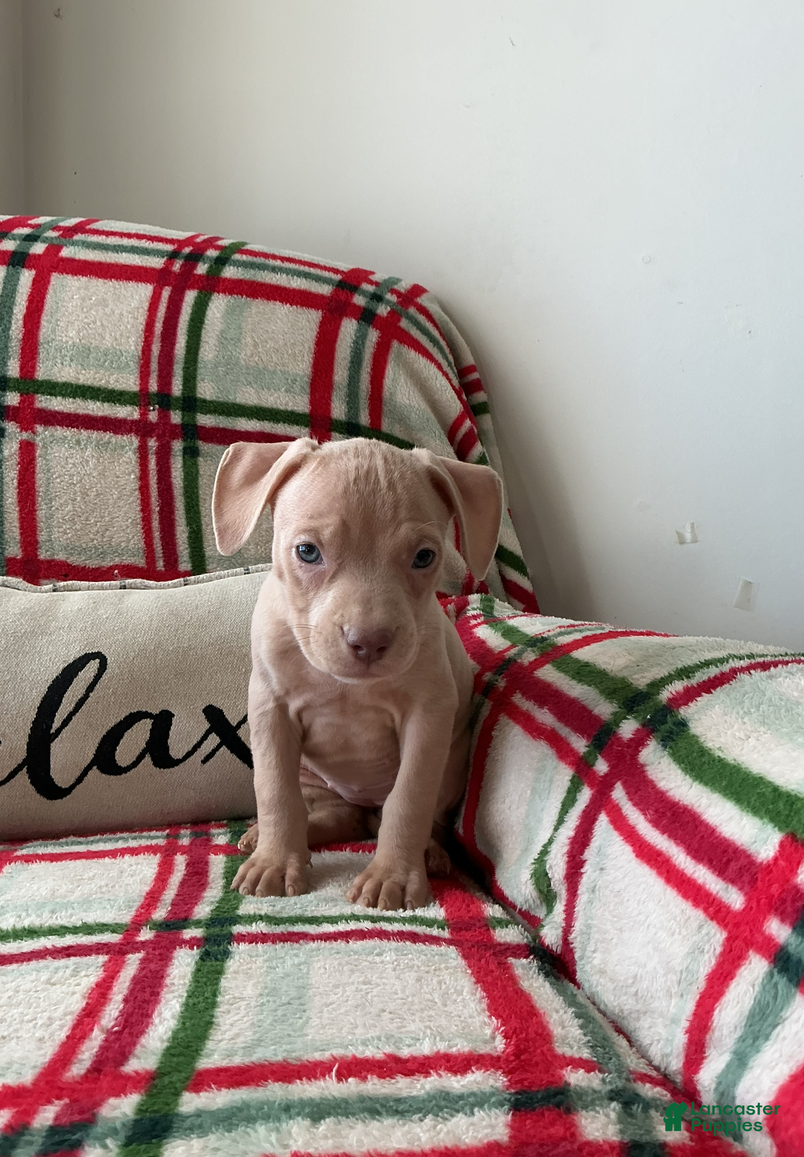 American Bully dogs Lola - Ad 2