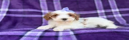 Cavapoo dogs for sale: Sapphire - Ad 9