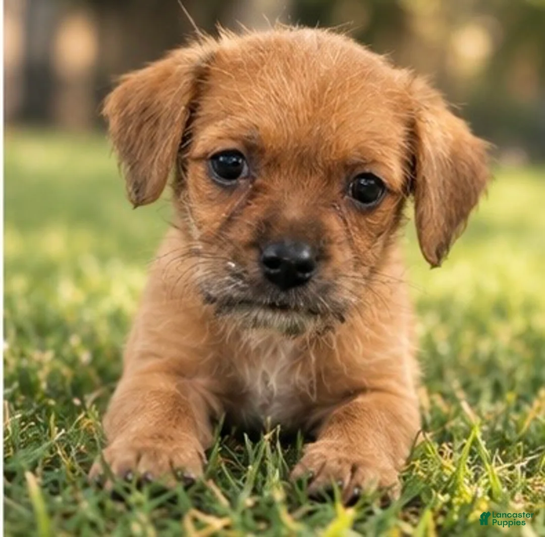 Mixed Breed dogs for sale: Lilly - Ad 2