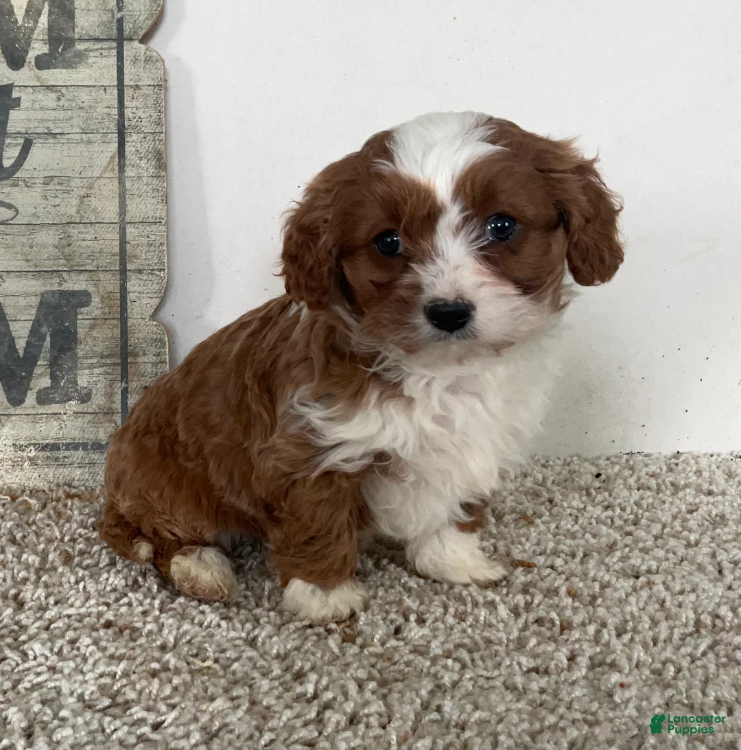 Cavapoo dogs for sale: Sammie - Ad 3