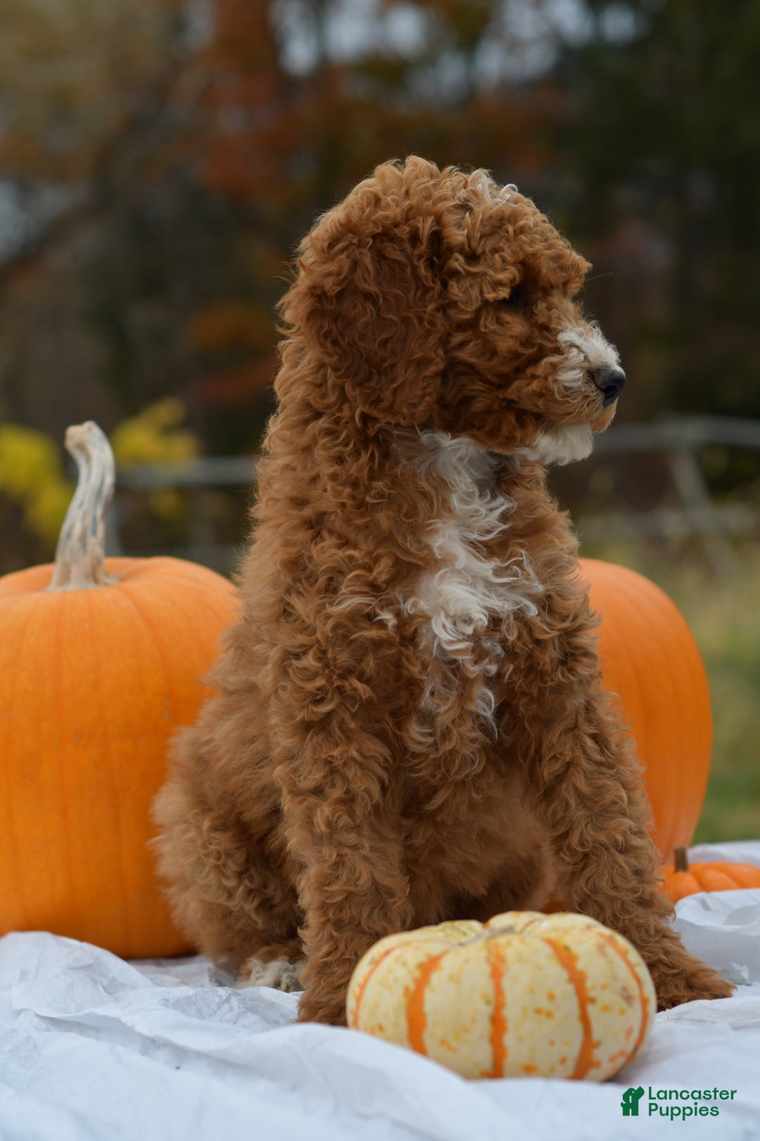 Standard Poodle dogs for sale: Candy - Ad 9