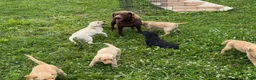 Labrador Retriever dogs for sale: Roxy - Ad 6