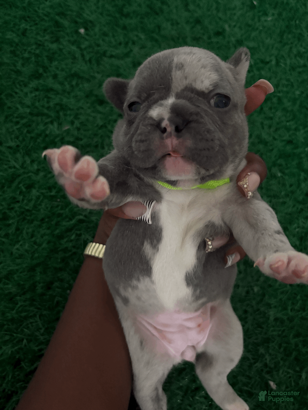 French Bulldog dogs for sale: minni - Ad 1