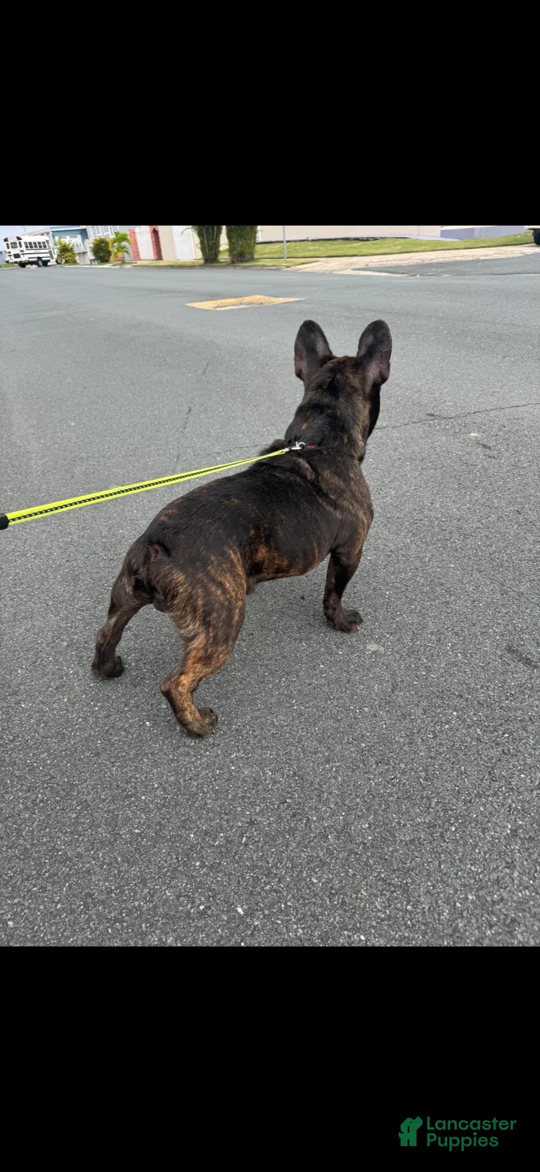 French Bulldog dogs for sale: French Bulldog - Ad 2