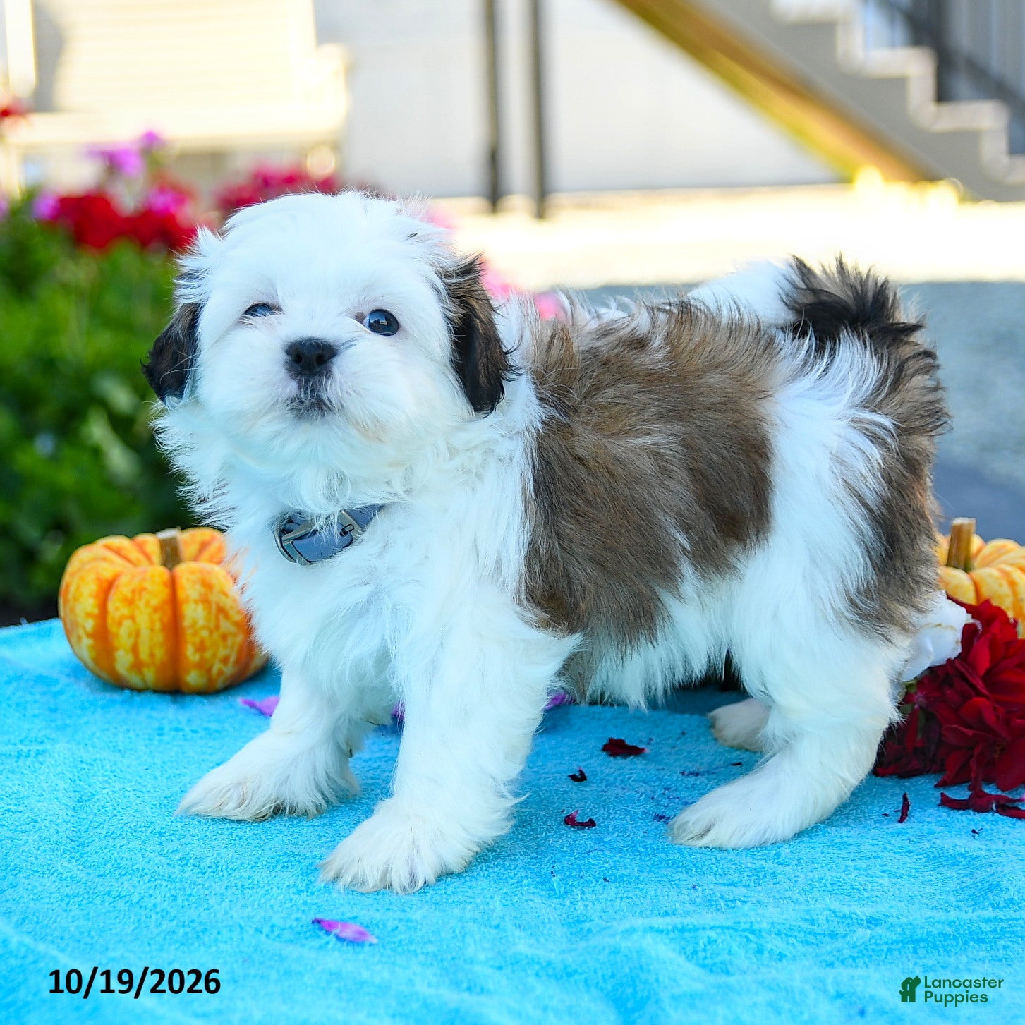 Shih Tzu dogs Alice - Ad 1