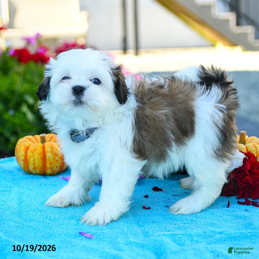 Shih Tzu dogs for sale: Alice - Ad 1