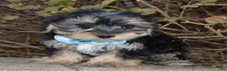 Yorkiepoo dogs for sale: Sawyer - Ad 5