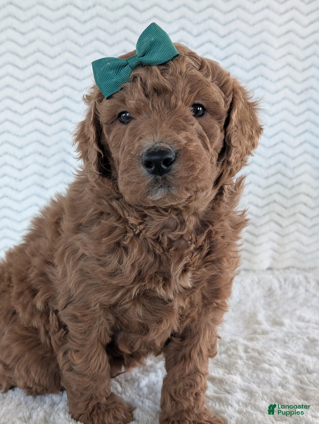 Goldendoodle dogs for sale: Teddy - Ad 7