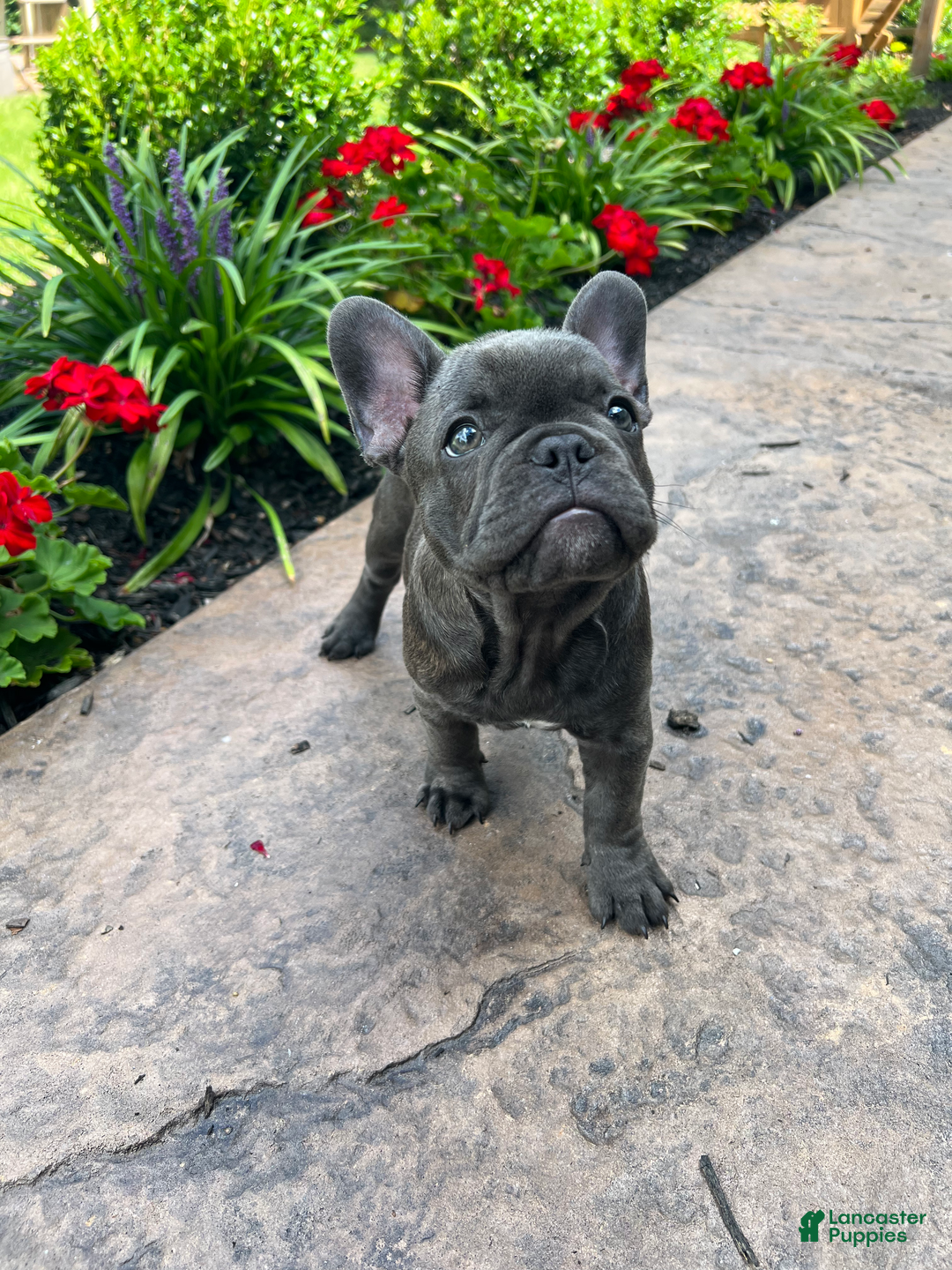 French Bulldog dogs for stud: Bruno - Ad 2