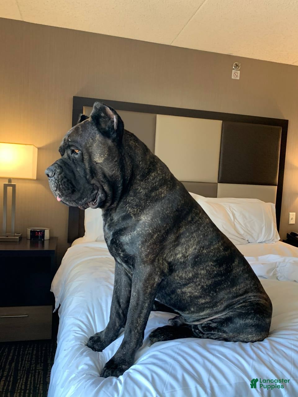 Cane Corso dogs Cane Corso Puppy 3 - Ad 2