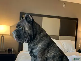 Cane Corso dogs Cane Corso Puppy 3 - Ad 2