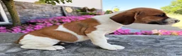 Beabull dogs for sale: Charlie - Ad 5