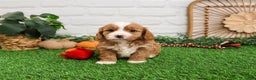 Cavapoo dogs for sale: Gavin - Ad 2