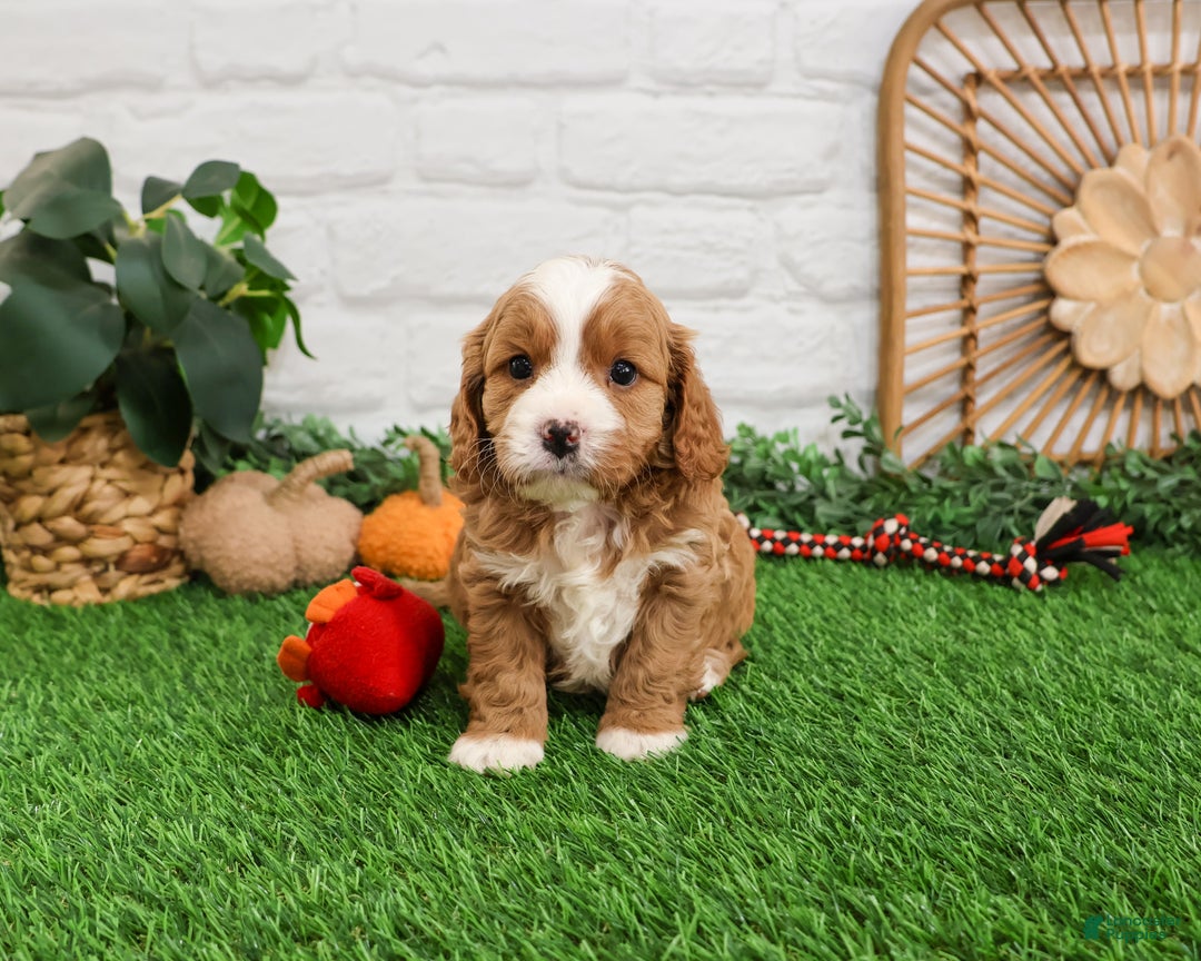 Cavapoo dogs for sale: Gavin - Ad 2