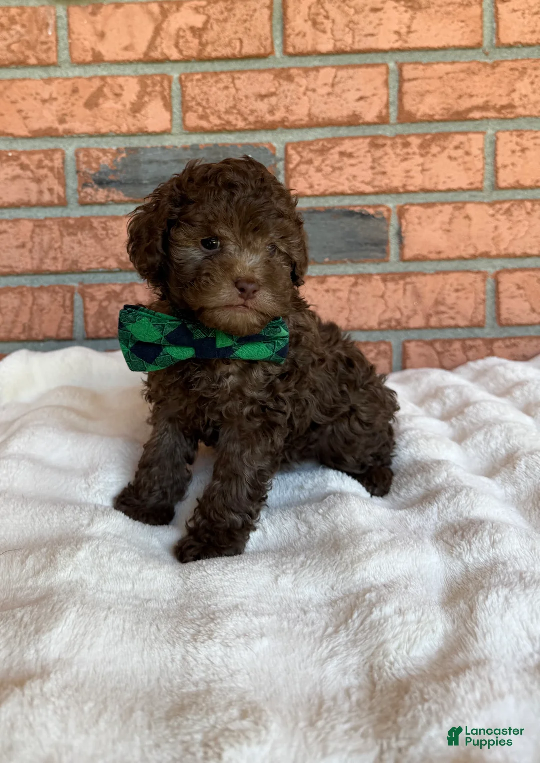 Toy Poodle dogs for sale: Cafe Au Lait Winston - Ad 2