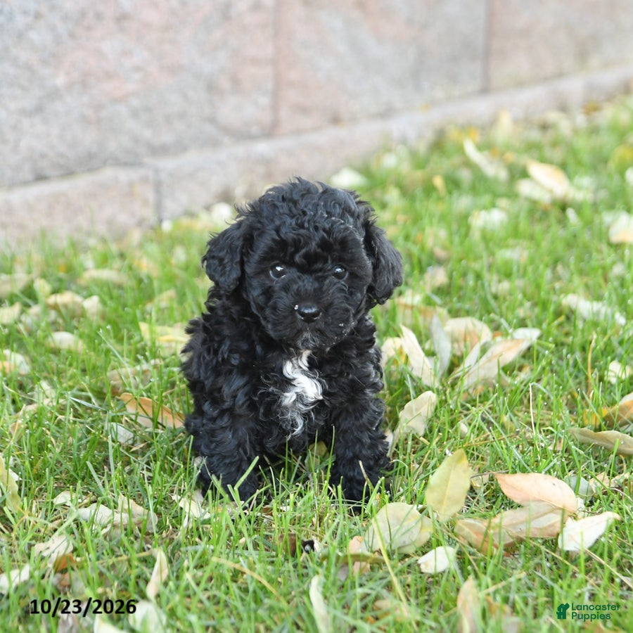 Miniature Poodle dogs for sale: Angel - Ad 1
