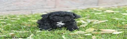 Miniature Poodle dogs for sale: Angel - Ad 1
