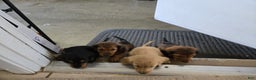Miniature Dachshund dogs for sale: Blondie is a lil over 8 weeks and ready to go  - Ad 13