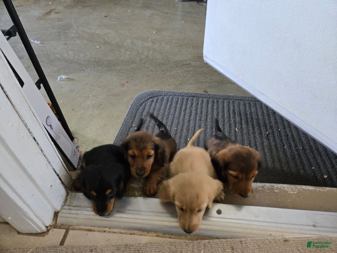 Miniature Dachshund dogs for sale: Blondie is a lil over 8 weeks and ready to go  - Ad 13