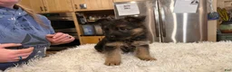 German Shepherd dogs for sale: German Shepherd Puppy 3 - Ad 7