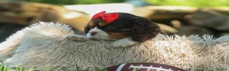 Cavalier King Charles Spaniel dogs for sale: Bentley 🐾🐶 - Ad 14