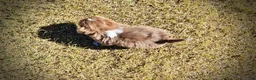 Havapoo dogs for sale: Oscar - Ad 5