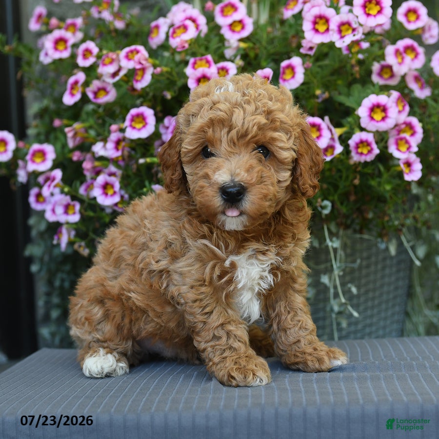 Miniature Poodle dogs for sale: Biscuit - Ad 4