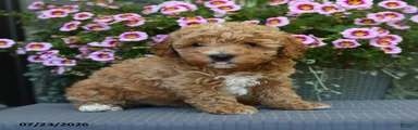 Biscuit