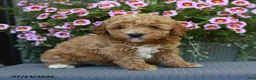 Miniature Poodle dogs for sale: Biscuit - Ad 1