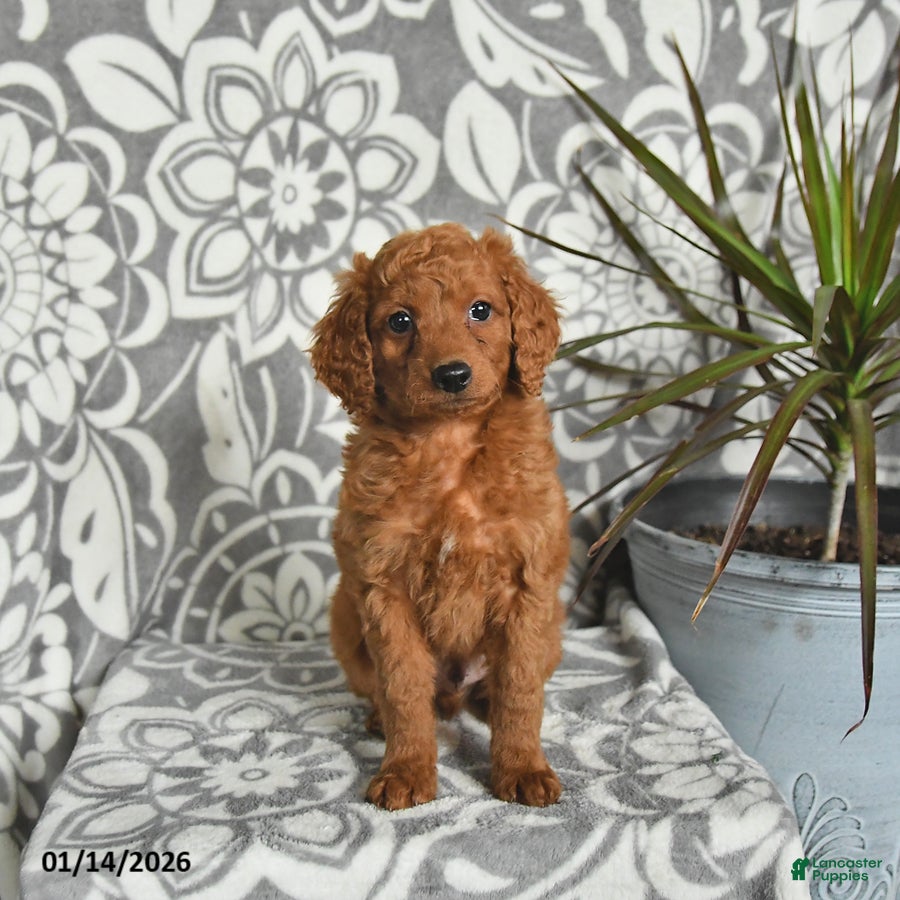 Mini Goldendoodle dogs Roman - Ad 13