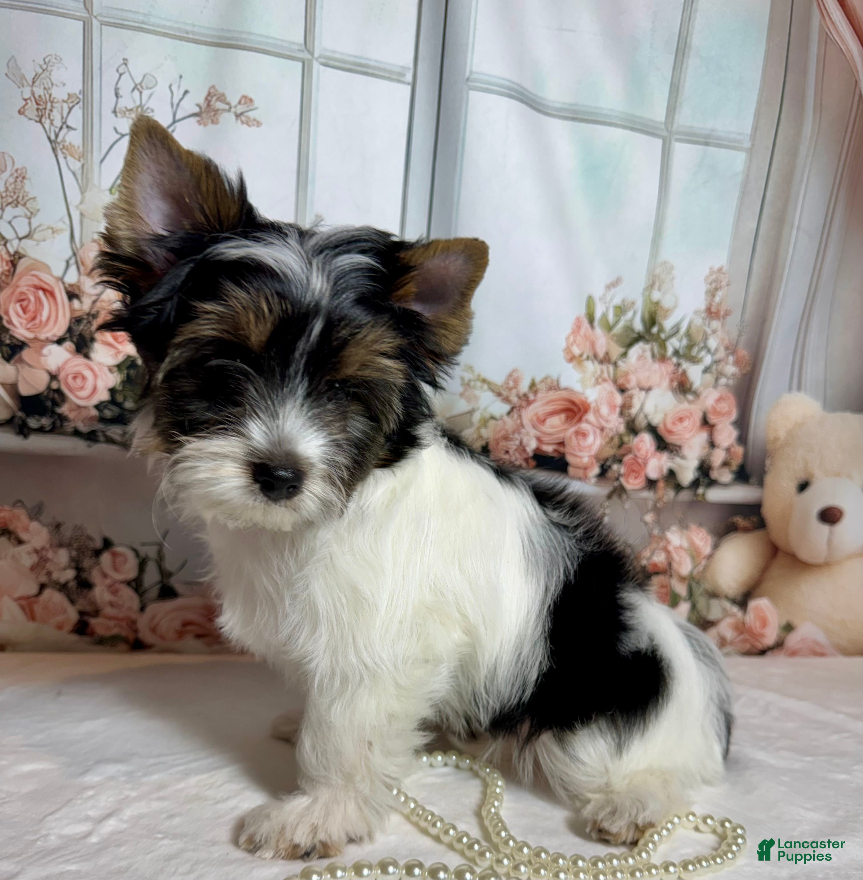 Biewer Terrier dogs Harley  - Ad 2