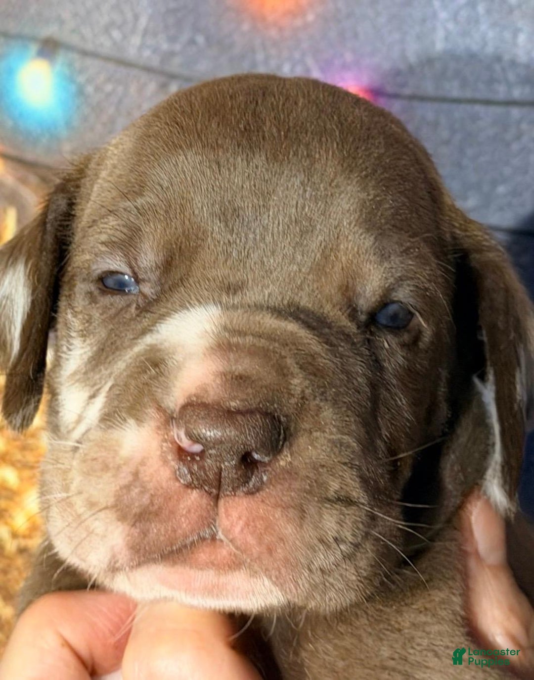 Great Dane dogs for sale: Theo - Chocolate Harlequin - Ad 1