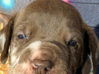 Great Dane dogs Theo - Chocolate Harlequin - Ad 11