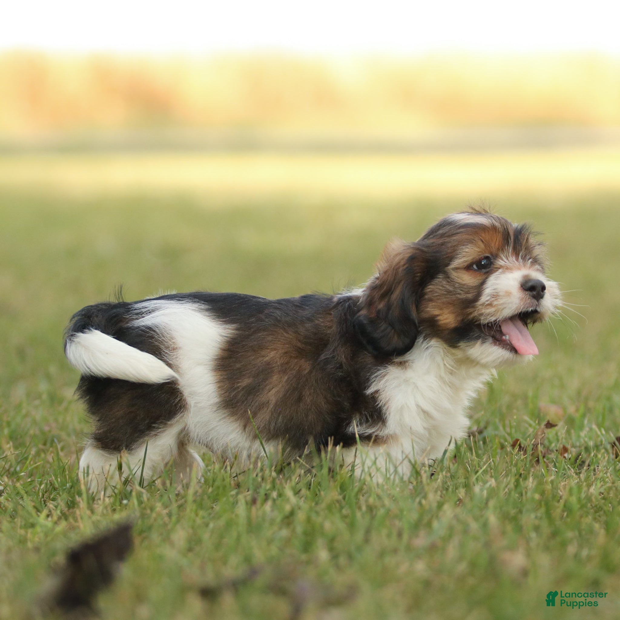 Max Shih Tzu Puppies for sale Lancaster Puppies
